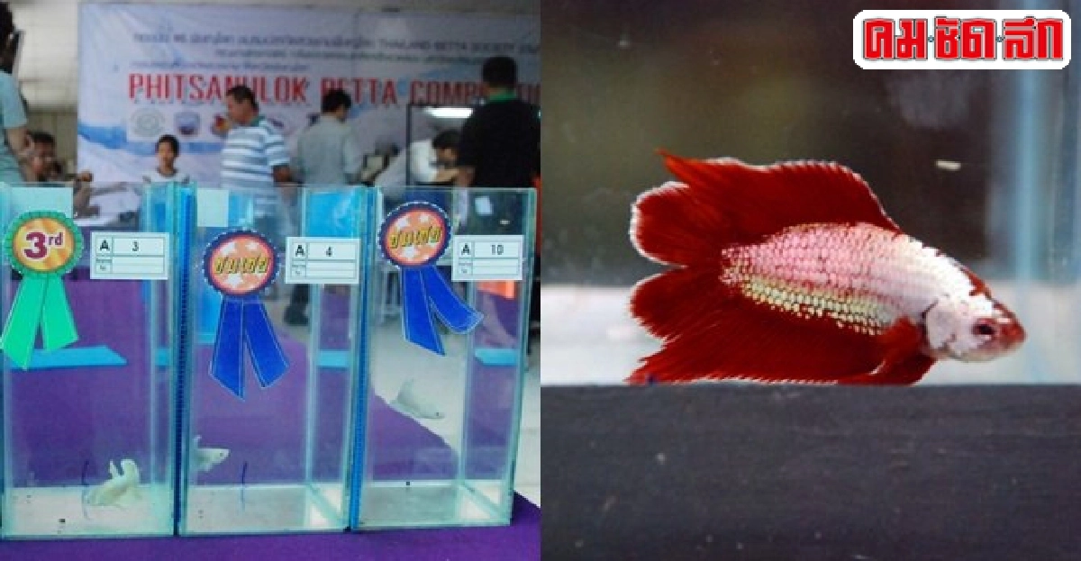 มน.จัดประกวดปลากัดสวยงามสู่ตลาดโลก