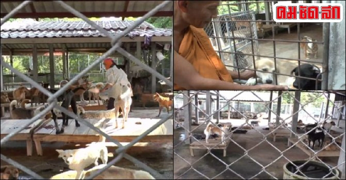 สุนัขถูกทิ้งวัดกว่า500ตัวเจ้าอาวาสครวญรับภาระ6หมื่น/เดือน สุนัขถูกทิ้งวัดกว่า500ตัวเจ้าอาวาสครวญรับภาระ6หมื่น/เดือน
