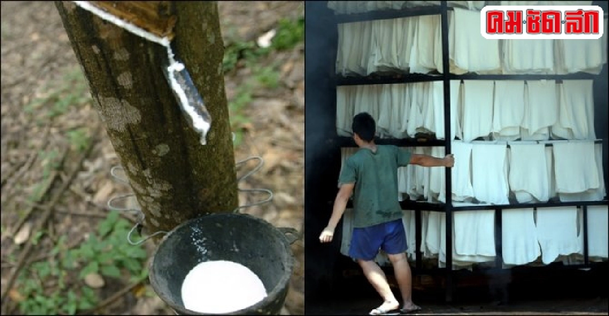 เสียงเตือนจากสวนยาง ไร่ละพันไม่ปลดชนวน เสียงเตือนจากสวนยาง ไร่ละพันไม่ปลดชนวน