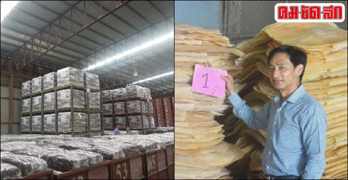 'เขาซก' สหกรณ์ยางพาราต้นแบบ ตัดวงจรพ่อค้า-เร่งเยียวยาสมาชิก 'เขาซก' สหกรณ์ยางพาราต้นแบบ ตัดวงจรพ่อค้า-เร่งเยียวยาสมาชิก