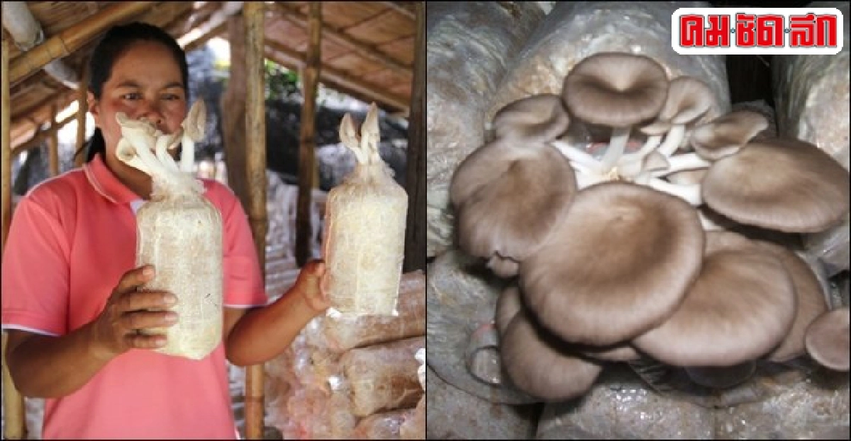 ต่อยอดรายได้ 'เห็ดนางฟ้า' ผุดโรงสีข้าวชาว 'บ่อพยอม' ต่อยอดรายได้ 'เห็ดนางฟ้า' ผุดโรงสีข้าวชาว 'บ่อพยอม'