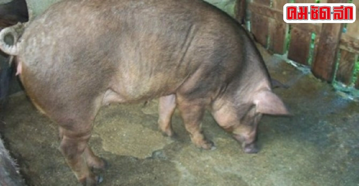 แม่หมูจีนกัดกินเด็ก2ขวบเหตุหวงลูก