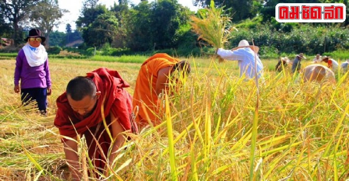 พระเชียงใหม่ลงนาเกี่ยวข้าวแจกชาวบ้าน พระเชียงใหม่ลงนาเกี่ยวข้าวแจกชาวบ้าน