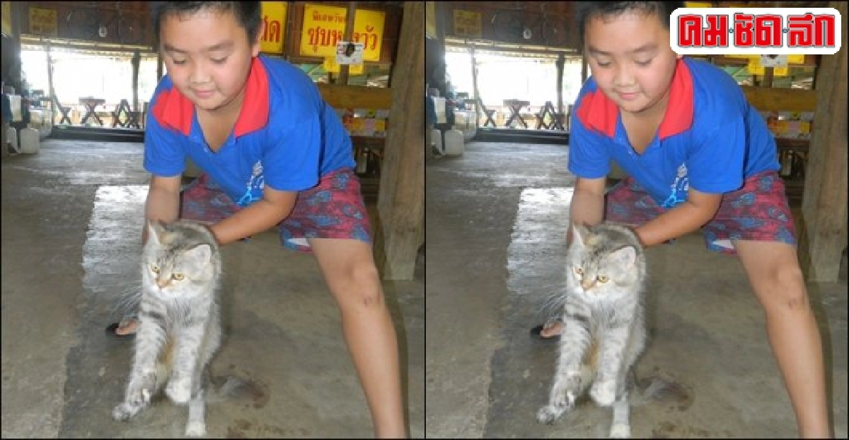 ดูพฤติกรรมเหมียวสุขใจอย่างไร?