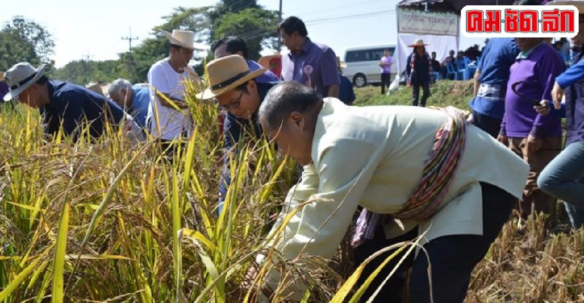 เกี่ยวข้าวอินทรีย์แปลงนาสาธิตพระราชดำริพระเทพฯ
