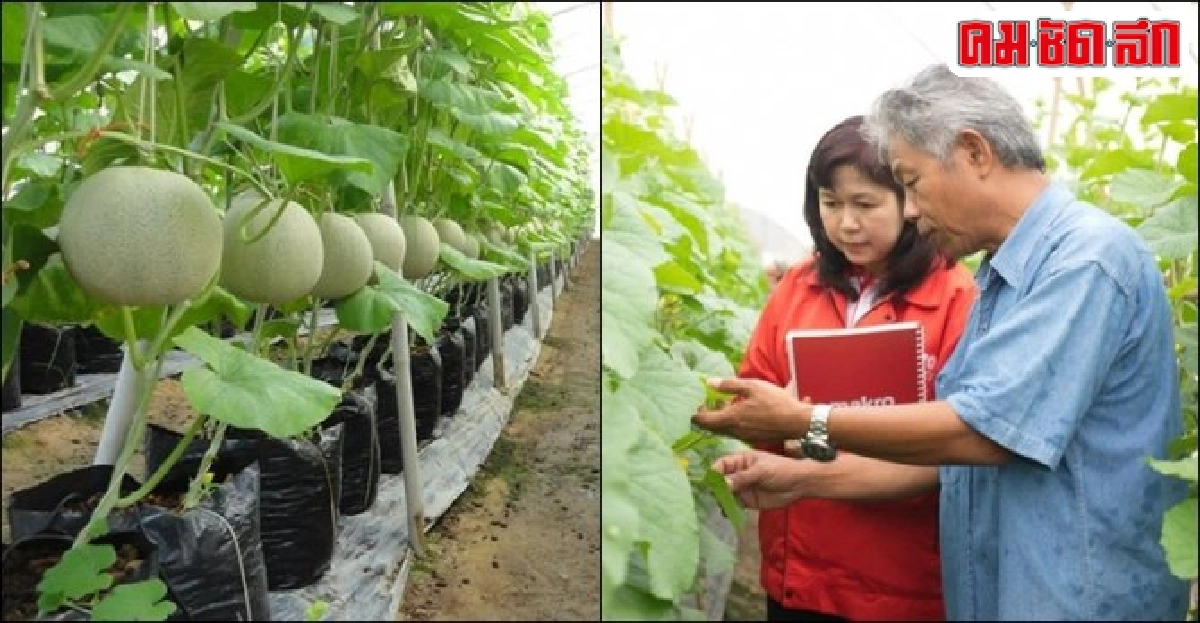 ปลูก 'เมล่อน-แคนตาลูป' เงินล้าน พืชเศรษกิจสร้างรายได้ตลอดปี