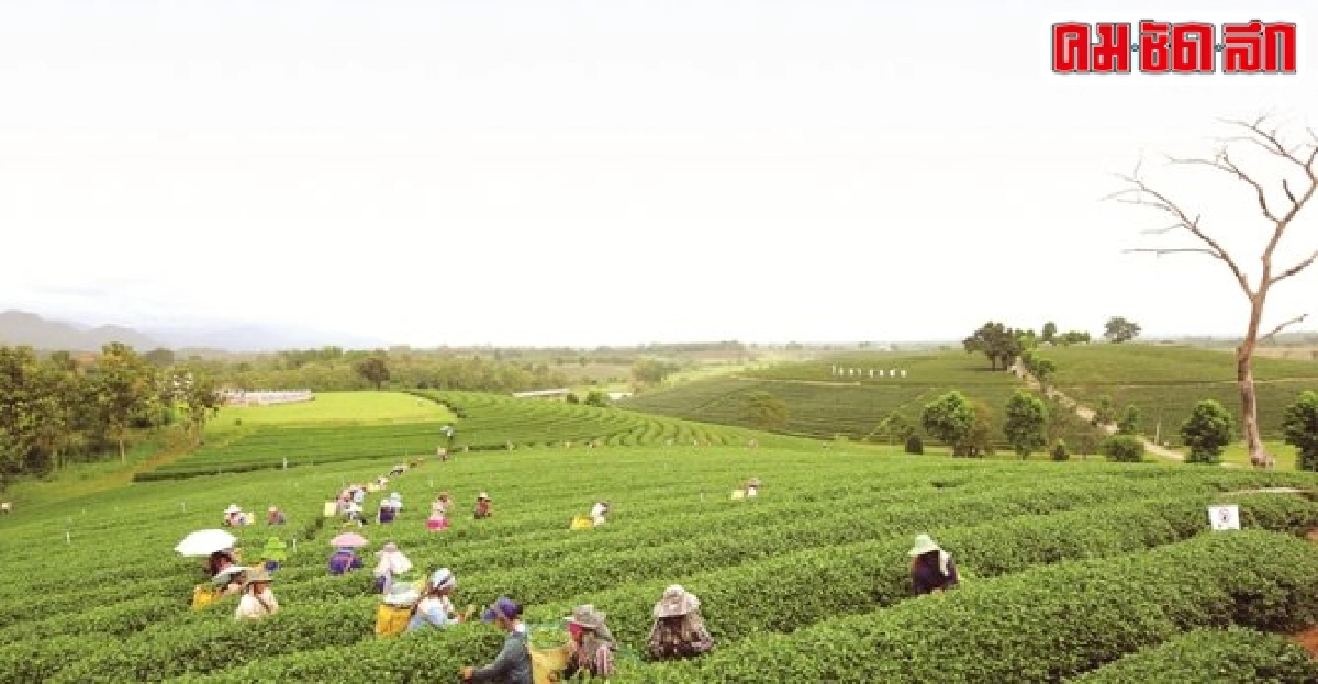 ละเมียดละไมชิม(รสชาติ)กลางไร่ชา