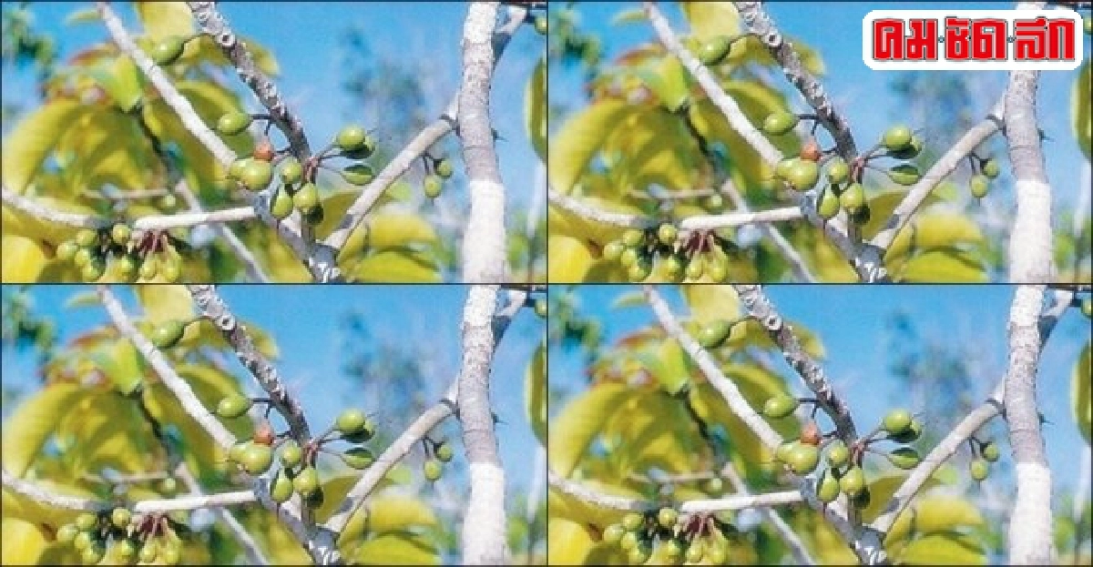 'สะเตียว' ทำเรือ-ก่อสร้าง