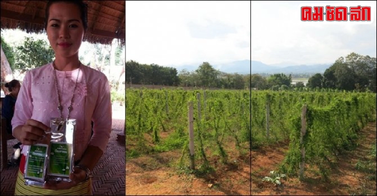 'ชากาขาว' แห่งเวียงกาหลง ชาสมุนไพรที่เดียวในไทย