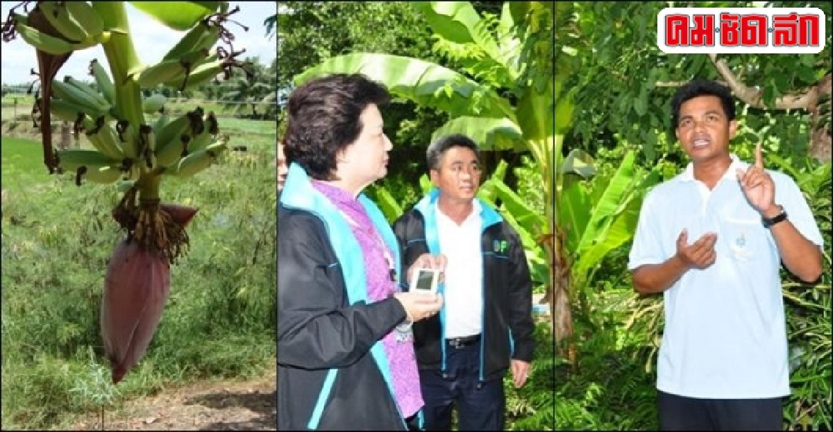 'สมหมาย เกตุแก้ว' นำเกษตรพอเพียง...พัฒนาชุมชน 'สมหมาย เกตุแก้ว' นำเกษตรพอเพียง...พัฒนาชุมชน