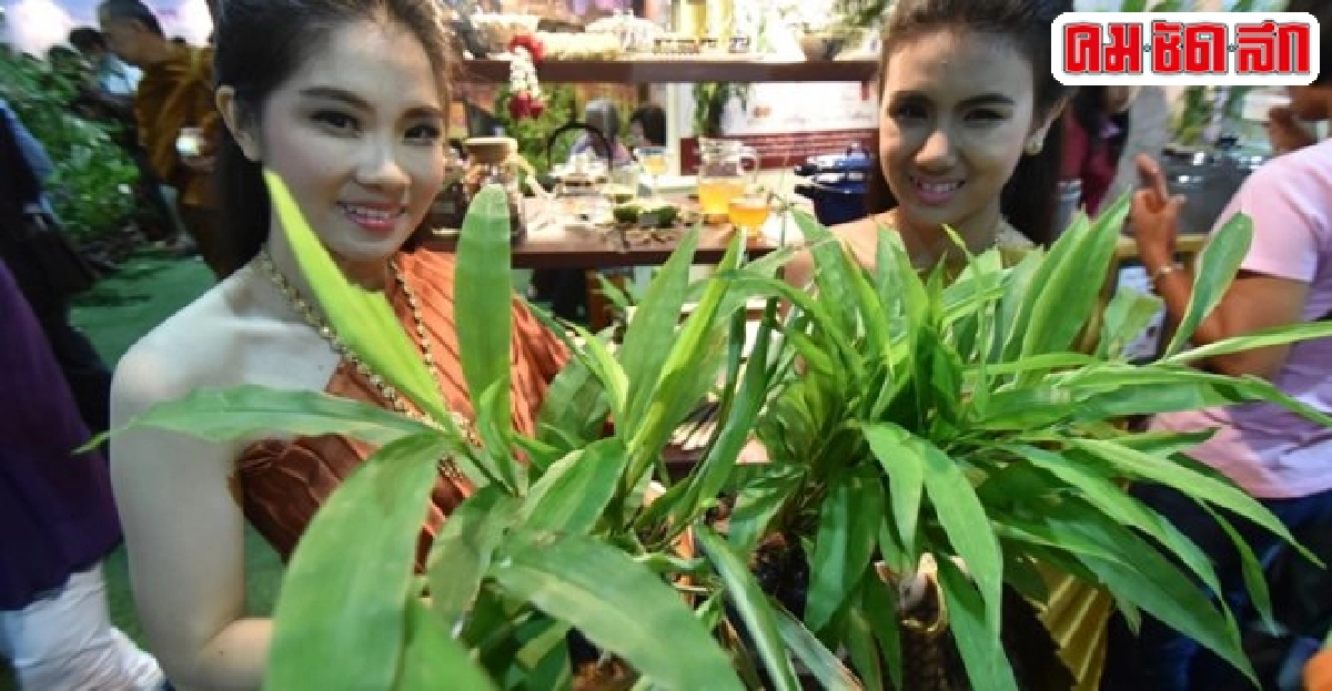 หญ้ารีแพร์ขึ้นแท่นสมุนไพรแชมเปี้ยนชิ้นที่6 หญ้ารีแพร์ขึ้นแท่นสมุนไพรแชมเปี้ยนชิ้นที่6