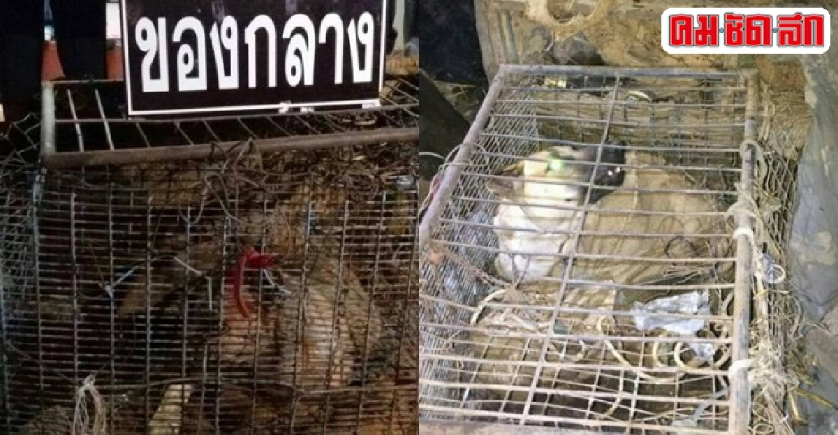 รวบหนุ่มใหญ่เตรียมแล่เนื้อสุนัขผิดก.ม.ทารุณสัตว์ รวบหนุ่มใหญ่เตรียมแล่เนื้อสุนัขผิดก.ม.ทารุณสัตว์