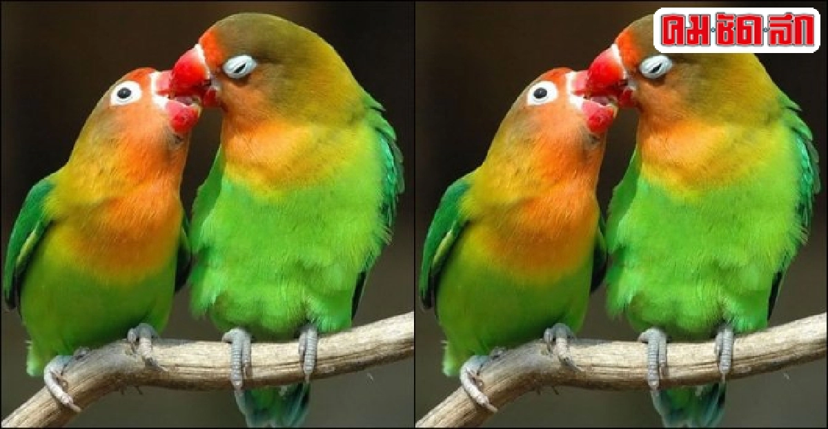 โรคไตในนกสวยงาม