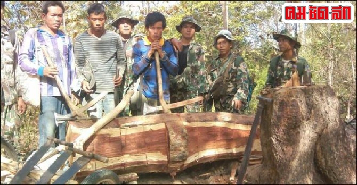 จับ3ชาวลาวลอบตัดไม้หวงห้ามในเขตไทย จับ3ชาวลาวลอบตัดไม้หวงห้ามในเขตไทย
