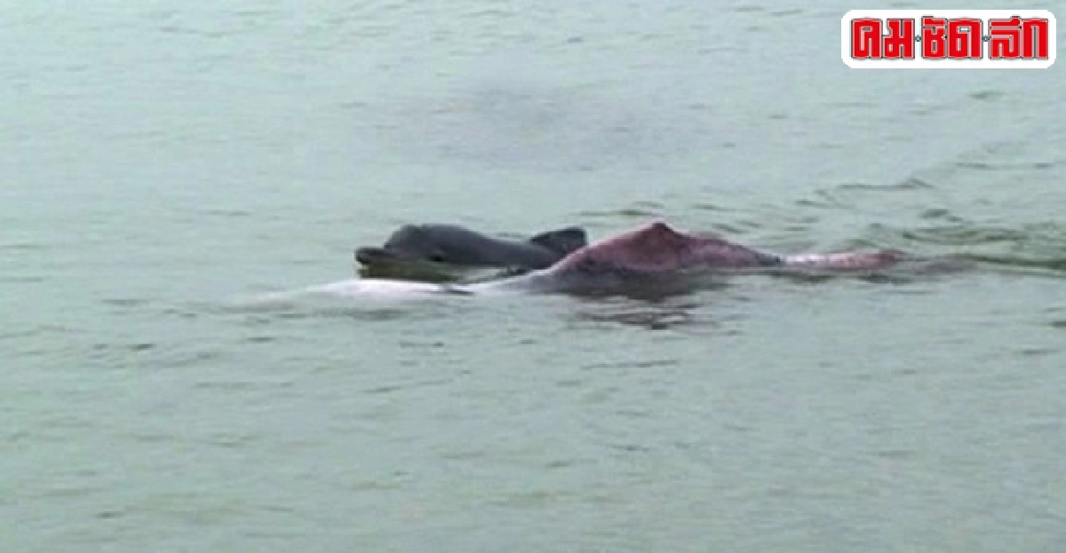 ฮือฮาพบโลมาสีชมพู3ตัวเล่นน้ำทะเลตรัง