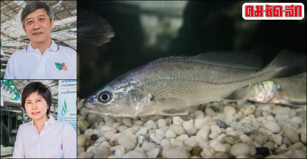 ผลิตลูกปลาม้าให้เกษตรกรเลี้ยงสัตว์น้ำเศรษฐกิจที่อนาคตยังสดใส ผลิตลูกปลาม้าให้เกษตรกรเลี้ยงสัตว์น้ำเศรษฐกิจที่อนาคตยังสดใส