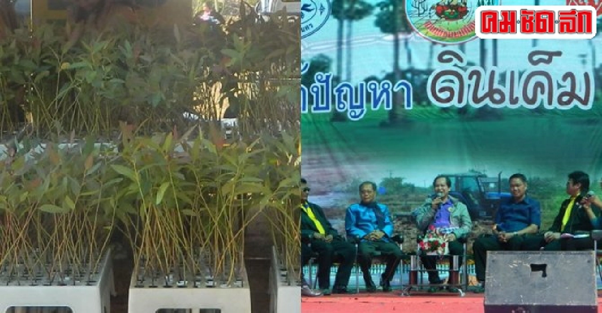 จาก'เมืองเพียโมเดล'สู่'บ้านละเบ๋อ'บทพิสูจน์แนวพิชิตดินเค็ม จาก'เมืองเพียโมเดล'สู่'บ้านละเบ๋อ'บทพิสูจน์แนวพิชิตดินเค็ม