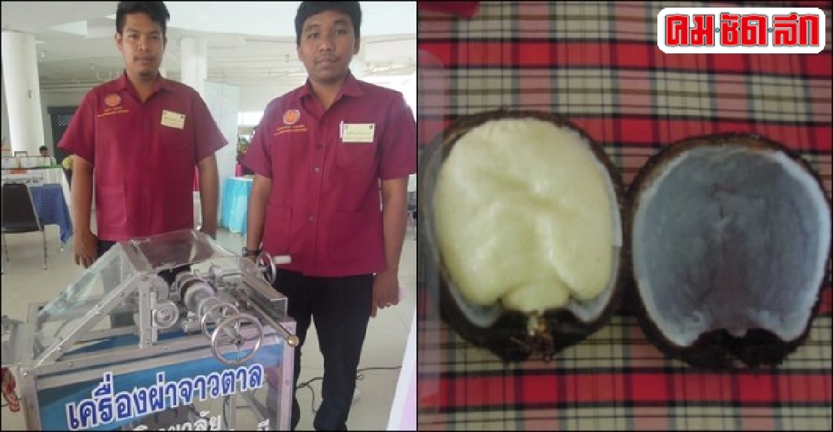 'เครื่องผ่าจาวตาล' นวัตกรรมสนองกลุ่มผู้ค้าลูกตาลเชื่อม 'เครื่องผ่าจาวตาล' นวัตกรรมสนองกลุ่มผู้ค้าลูกตาลเชื่อม