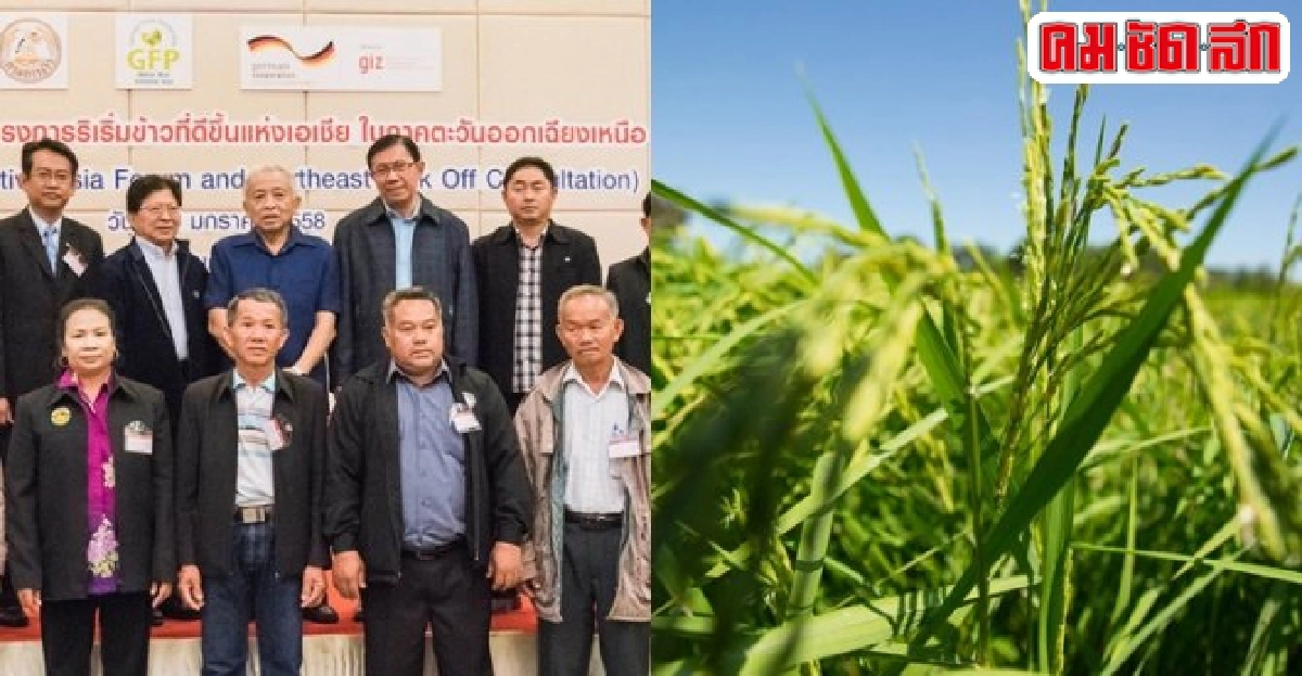 ขับเคลื่อนยุทธศาสตร์ข้าวไทยความหวังให้เป็นเลิศในเอเชีย ขับเคลื่อนยุทธศาสตร์ข้าวไทยความหวังให้เป็นเลิศในเอเชีย