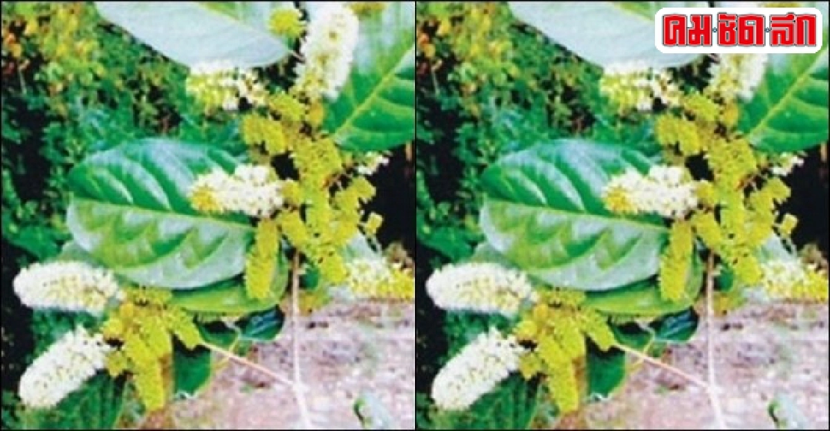 'อวดเชือก' บำรุงโลหิต