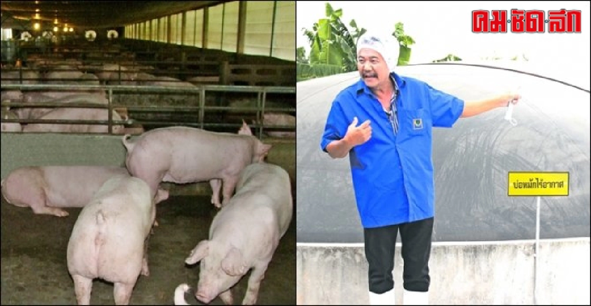 ทิ้งอาชีพวิศวกรเลี้ยงหมูขุน ชีวิตไม่หยุดนิ่งในวัยเกษียณ ทิ้งอาชีพวิศวกรเลี้ยงหมูขุน ชีวิตไม่หยุดนิ่งในวัยเกษียณ