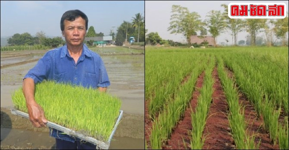 ทำนาเปียกสลับแห้ง..แกล้งข้าว นวัตกรรมทางเลือกยามน้ำมีน้อย ทำนาเปียกสลับแห้ง..แกล้งข้าว นวัตกรรมทางเลือกยามน้ำมีน้อย