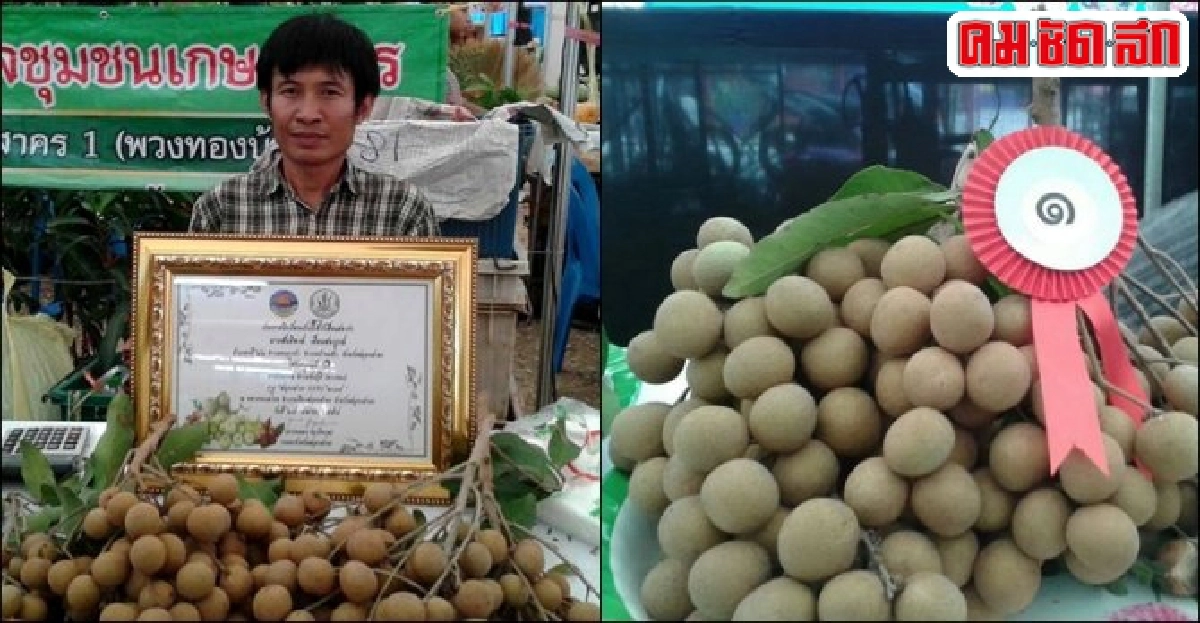 สุดยอดลำไยพันธุ์ 'พวงทอง' ผลไม้เด่นวิสาหกิจบ้านแพ้ว สุดยอดลำไยพันธุ์ 'พวงทอง' ผลไม้เด่นวิสาหกิจบ้านแพ้ว