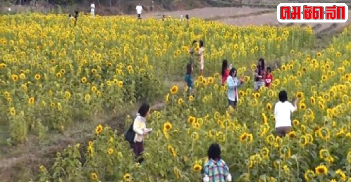 ทุ่งทานตะวันบานสะพรั่งที่อ.นครไทย