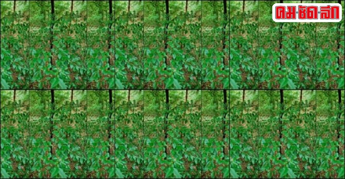 'ผักเหมือด' ฆ่าพยาธิในสัตว์ 'ผักเหมือด' ฆ่าพยาธิในสัตว์