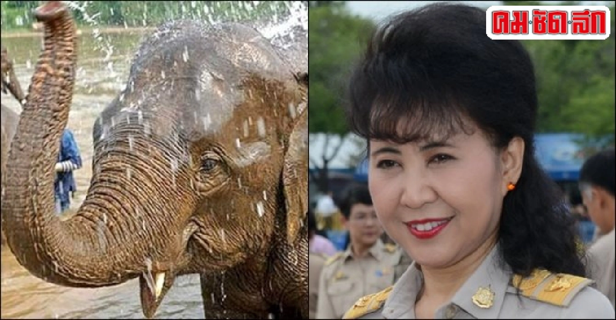 ปลุกพลังคนไทย...'รักษ์ช้าง' ปกป้อง...สัตว์คู่บ้านคู่เมือง