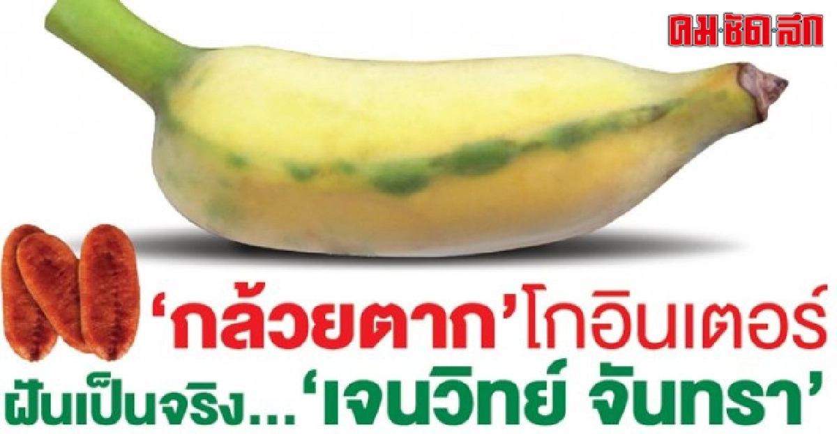 กล้วยตากโกอินเตอร์ ฝันเป็นจริง...เจนวิทย์ จันทรา กล้วยตากโกอินเตอร์ ฝันเป็นจริง...เจนวิทย์ จันทรา