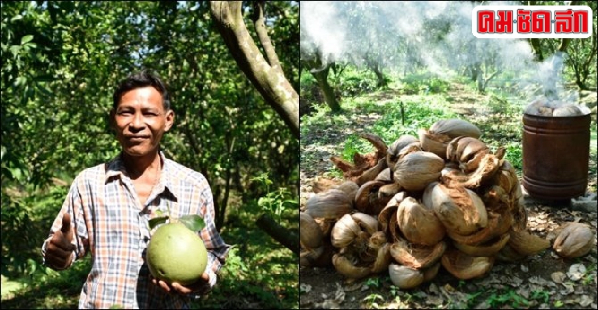 ชมชิม 'ส้มโออินทรีย์-ลิ้นจี่พันธุ์ค่อม' ชมชิม 'ส้มโออินทรีย์-ลิ้นจี่พันธุ์ค่อม'