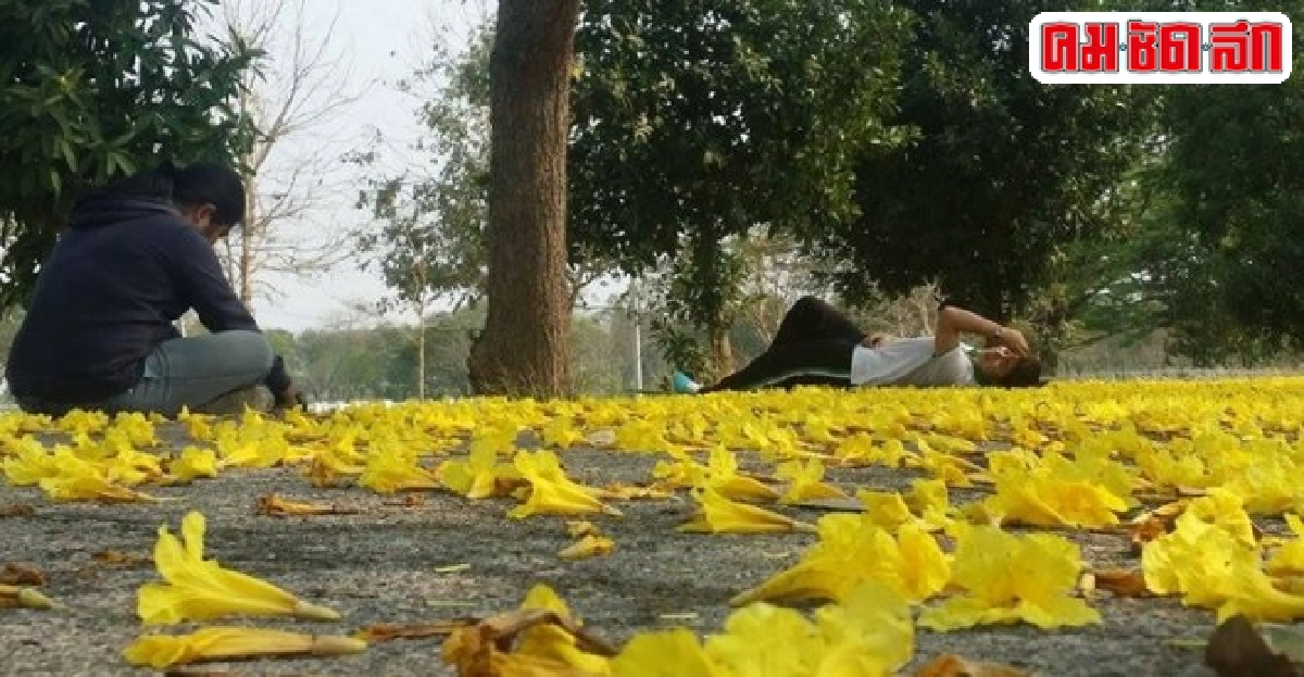 สวยงาม!ดอกเหลืองปรีดียาธรบานสะพรั่ง สวยงาม!ดอกเหลืองปรีดียาธรบานสะพรั่ง