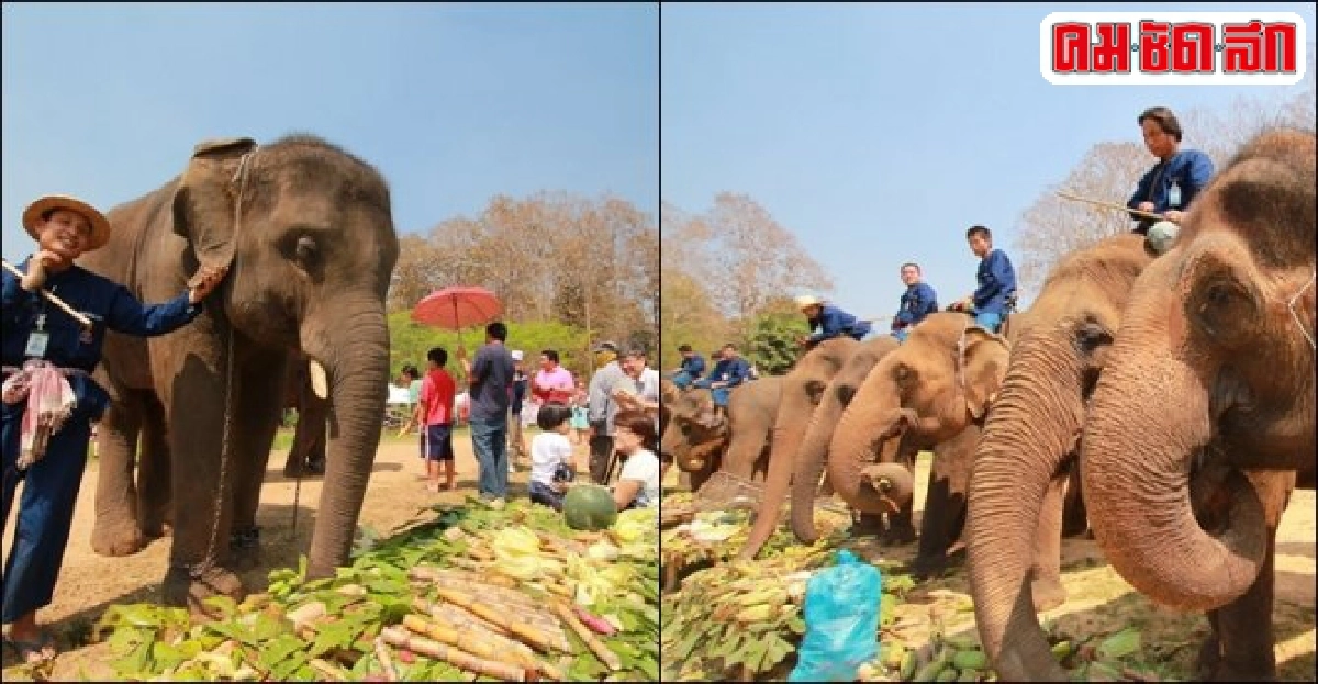 ทส.ร่วมรำลึกบุญคุณ 'ช้าง' จัดใหญ่งานวันช้างไทย