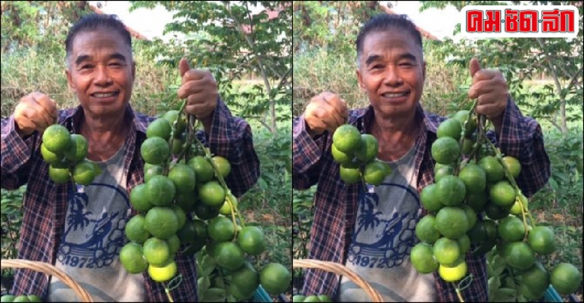 'สุรชาติ กันทวิชัชยานนท์' ปลูกมะนาวกระถางทำเงินงาม