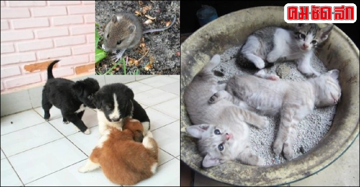 ลุงแจ่มเตือนภัย : ระวังโรคลิชมาเนีย ลุงแจ่มเตือนภัย : ระวังโรคลิชมาเนีย