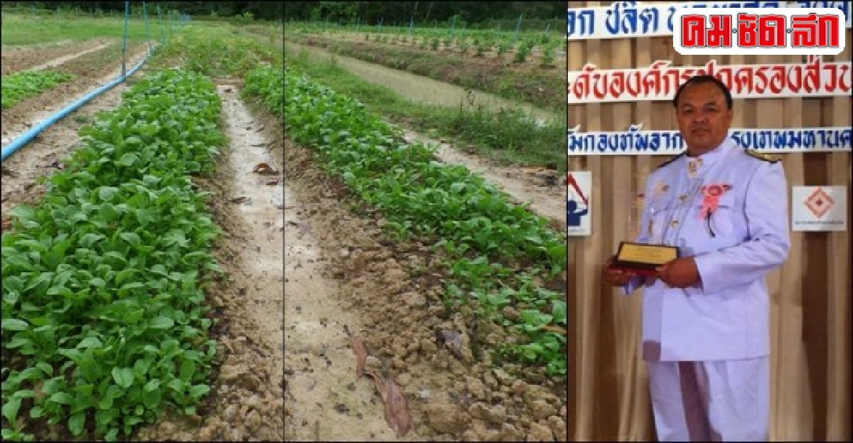 'เกษตรอินทรีย์' ปลูกผักปลอดภัย-เสริมรายได้ชาวบ้านนาพรุ