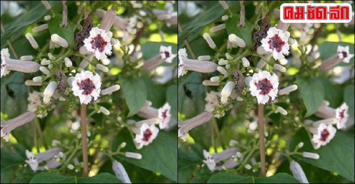 'ผักไหม' กินได้-เป็นยา