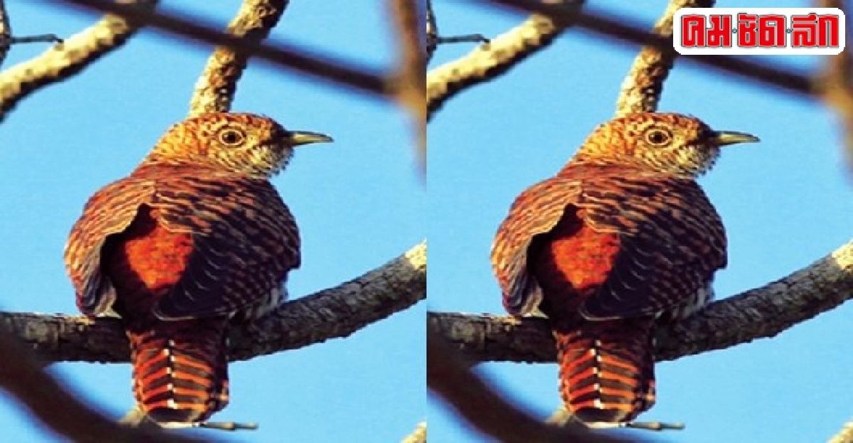 นกคัคคูพันธุ์หิมาลัย:นกป่าสัปดาห์ละตัว 