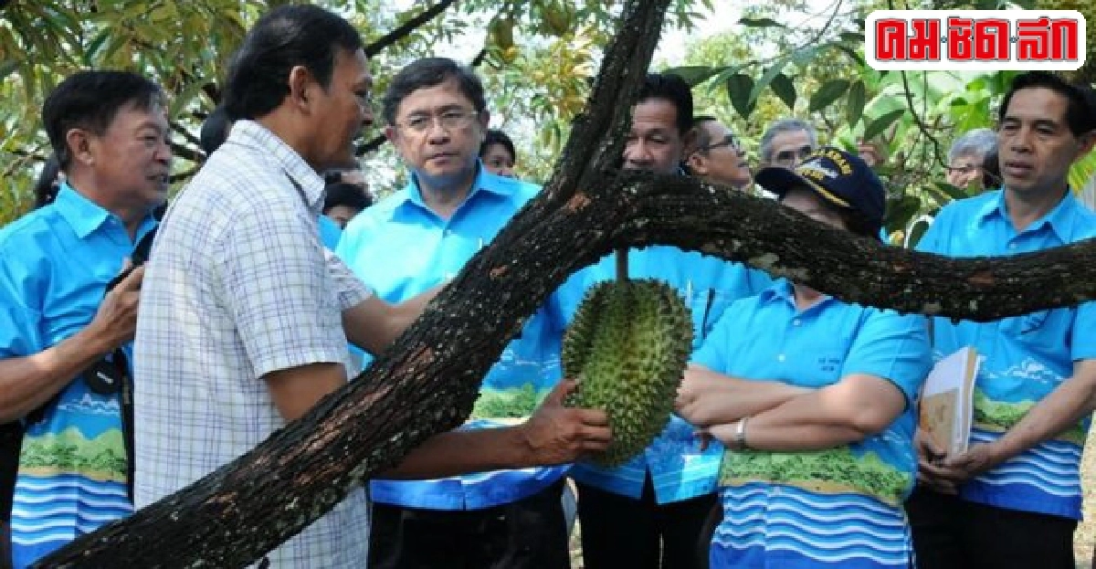 เตือนหยุดขายทุเรียนอ่อนผิดกฎหมาย-ทำลายตลาด เตือนหยุดขายทุเรียนอ่อนผิดกฎหมาย-ทำลายตลาด