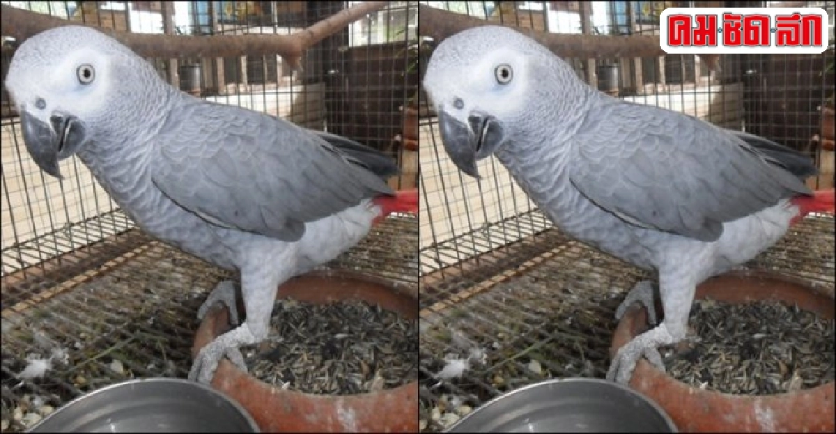 ขี้นกช่วยทำนายโรค!