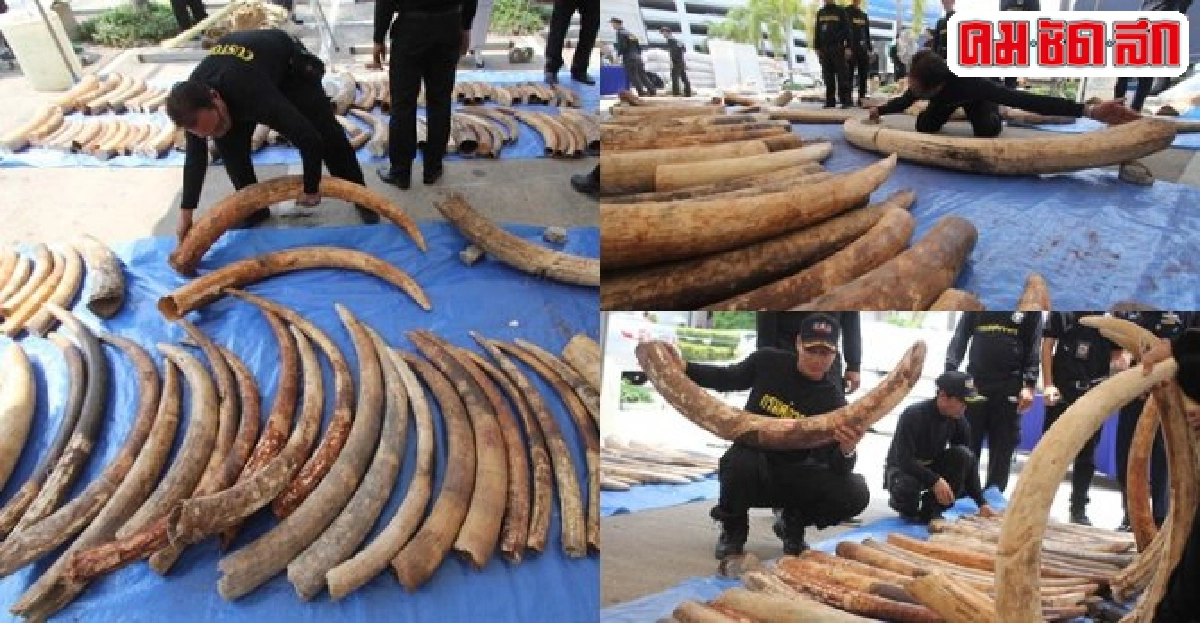กรมศุลฯจับงาช้างกว่า3.1ตันค่า200ล. กรมศุลฯจับงาช้างกว่า3.1ตันค่า200ล.