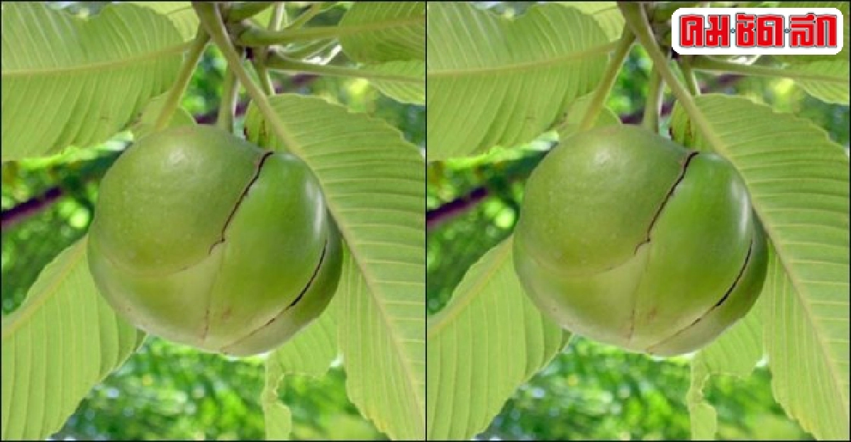 'กะปรุ' เมล็ดให้น้ำมัน 'กะปรุ' เมล็ดให้น้ำมัน