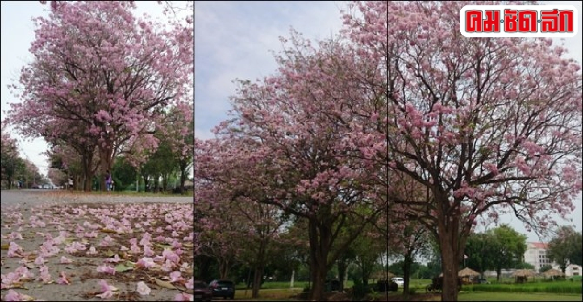 จุดหมาย ... รายทาง : สีสัน กำแพงแสน จุดหมาย ... รายทาง : สีสัน กำแพงแสน