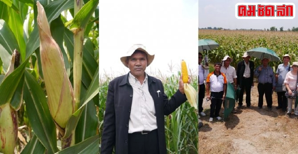 บทเรียนฟิลิปปินส์สะท้อนถึงไทยการพัฒนาพืชจีเอ็มจะไปทางไหน? บทเรียนฟิลิปปินส์สะท้อนถึงไทยการพัฒนาพืชจีเอ็มจะไปทางไหน?