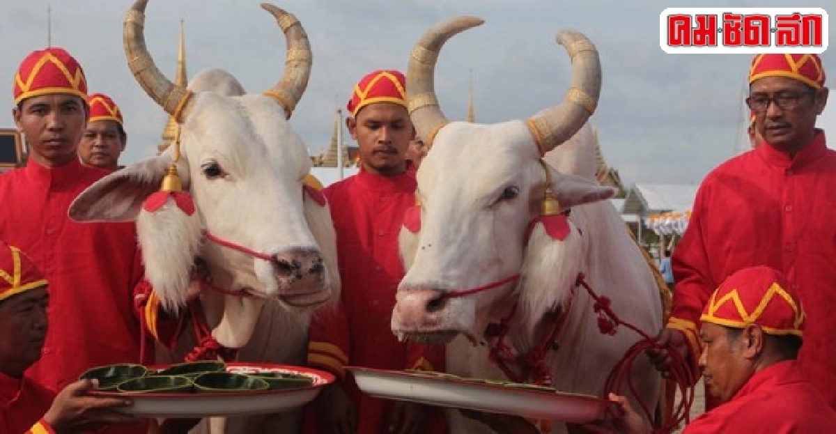 พระโคกินหญ้าน้ำท่าบริบูรณ์พอสมควรธัญญาหารผลาหารอุดมสมบูรณ์ดี