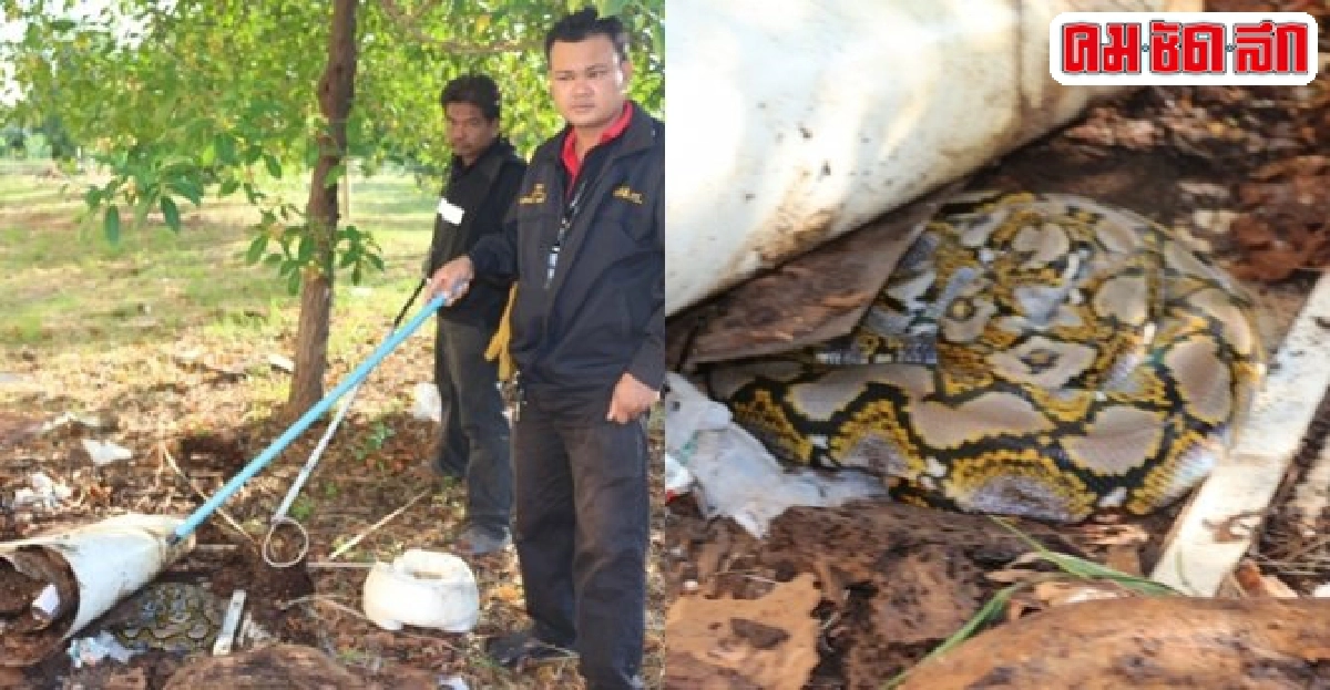 ผงะ!งูเหลือมวางไข่ข้างคณะศิลปกรรมฯ ผงะ!งูเหลือมวางไข่ข้างคณะศิลปกรรมฯ