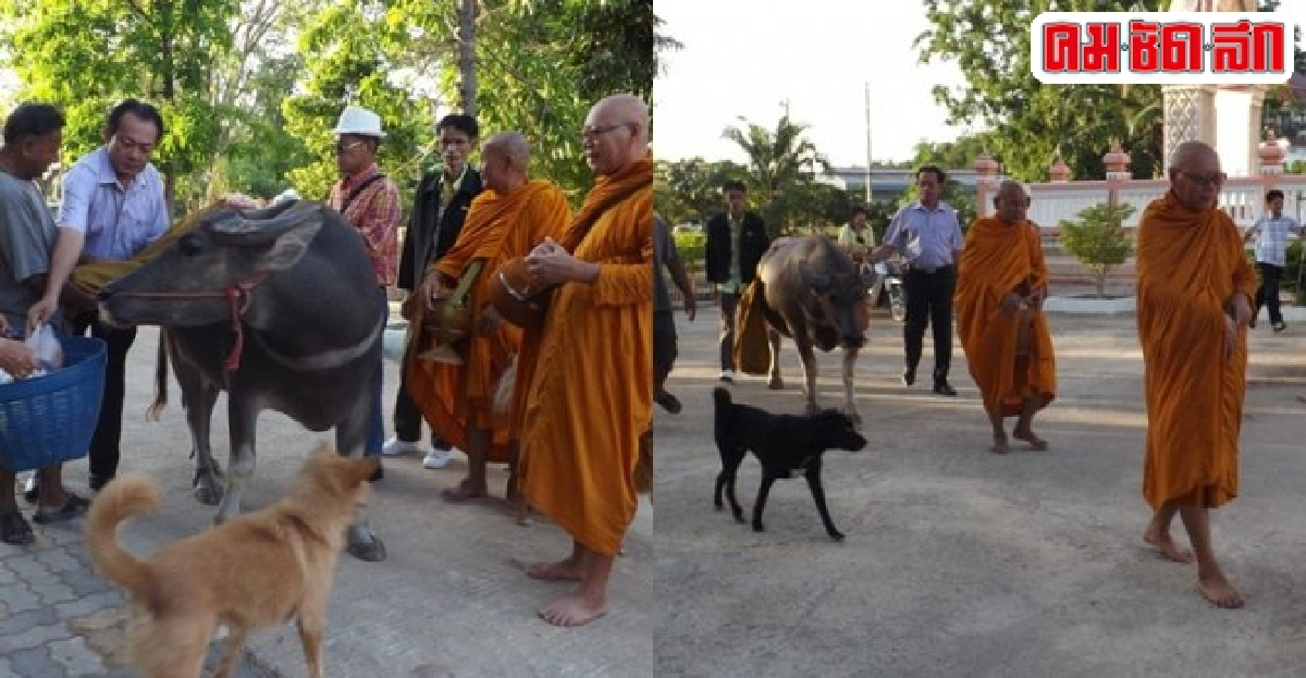 ฮือฮา!ควายแสนรู้เดินตามพระบิณฑบาต