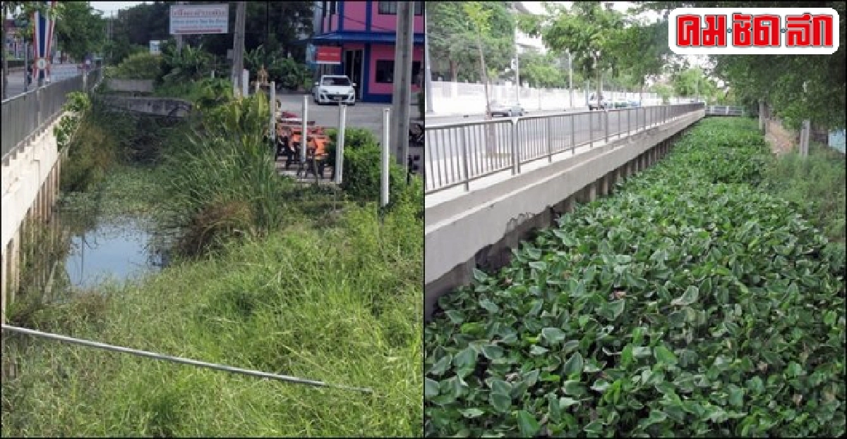 วัชพืชเต็มคลองระบายน้ำ
