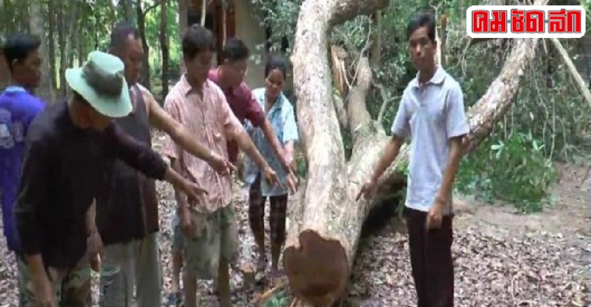 อุกอาจตัดไม้พะยูง100ปีในวัด อุกอาจตัดไม้พะยูง100ปีในวัด